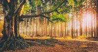 Bakkeveense bos in herfstkleuren tijdens ondergaande zon van Martijn van Dellen thumbnail