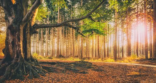 Bakkeveen-Wald in Herbstfarben bei Sonnenuntergang