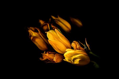 Gele tulpen in de schaduw