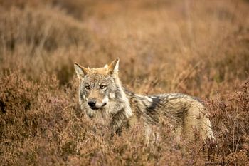 wolf in the netherlands