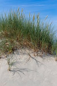 Dune