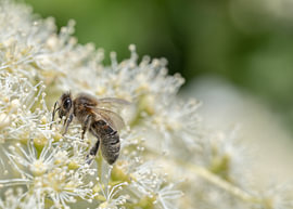 Bees – they really are so beautiful...