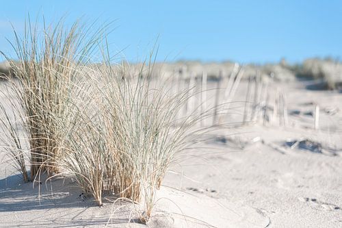 Helmgras en vogel sporen