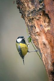 great tit by Andy van der Steen - Fotografie