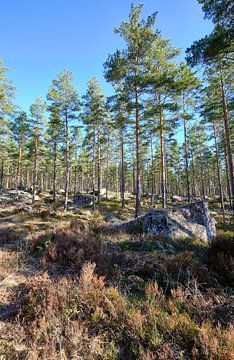 Schwedische Landschaft mit blauem Himmel in Smalland