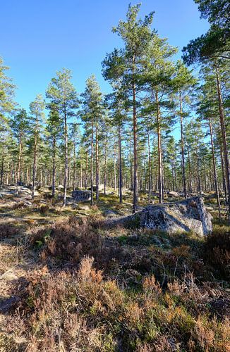 zweeds landschap met blauwe lucht in Smalland