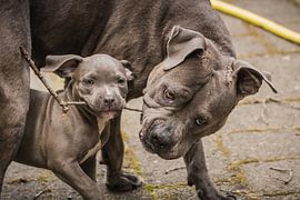 The stick by Arthur Pfaff