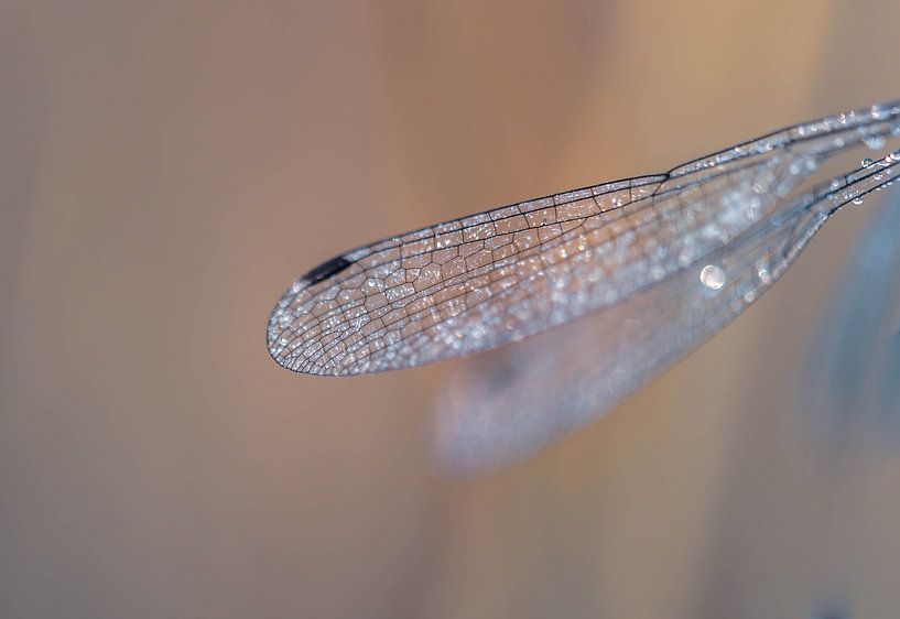 silver wings by Tania Perneel