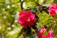 pink rhododendron in Rombergpark