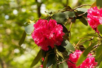 pinker Rhododendron im Rombergpark von Kim Sophie Westermann
