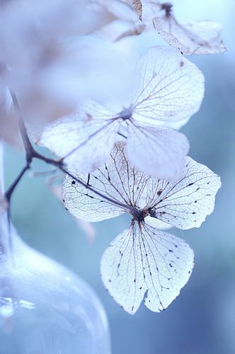 Bottled beauty