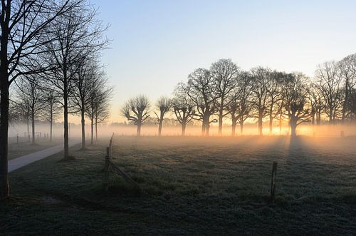 Dawn fog sets tree trunks on fire