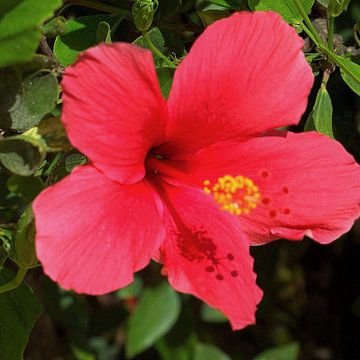 Rosa-roter Hibiskus von Ineke de Rijk