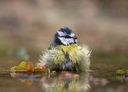 pimpelmeesje by anja voorn thumbnail
