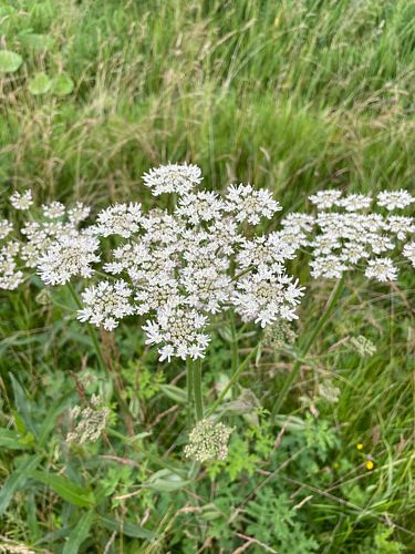 Kleine weiße Blüten
