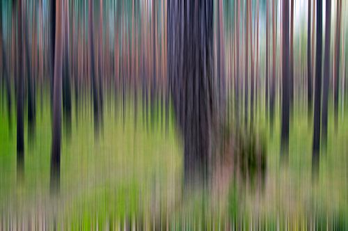 Een sprookjesachtig dennenbos - Abstracte kunst 