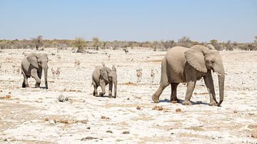 Famille d'éléphants en Namibie sur Achim Prill