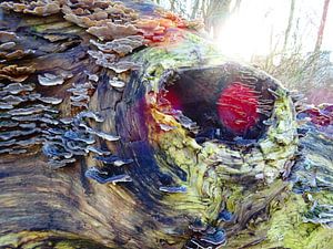 Tree Magic 106 - Elves Benches!