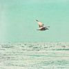 Une mouette - une liberté insouciante au-dessus de la mer sur Sabine Schemken