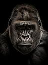 Gorilla van Luc de Zeeuw thumbnail