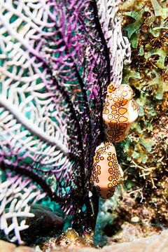 Flamingo tongue by Roel Jungslager