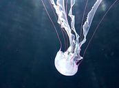 Een mooie witte kwal dook op tijdens het duiken. A Beautiful white jellyfish appeared while Diving.  von Jeffrey Glas Miniaturansicht