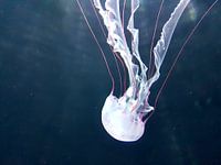 Een mooie witte kwal dook op tijdens het duiken. A Beautiful white jellyfish appeared while Diving. 