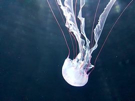 Een mooie witte kwal dook op tijdens het duiken. A Beautiful white jellyfish appeared while Diving.  by Jeffrey Glas
