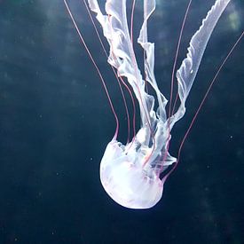 Een mooie witte kwal dook op tijdens het duiken. A Beautiful white jellyfish appeared while Diving.  von Jeffrey Glas