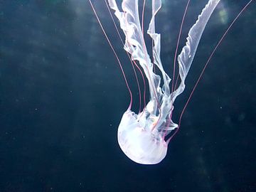 Een mooie witte kwal dook op tijdens het duiken. A Beautiful white jellyfish appeared while Diving.  van Jeffrey Glas