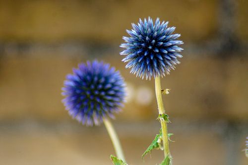 Kogeldistel