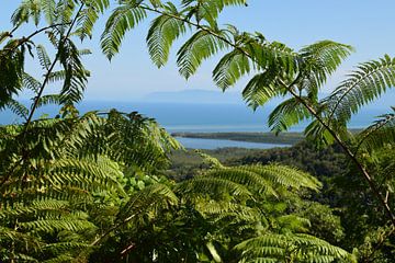 Tropisch regenwoud vlakbij de kust van Queensland - Australië van Bianca Bianca