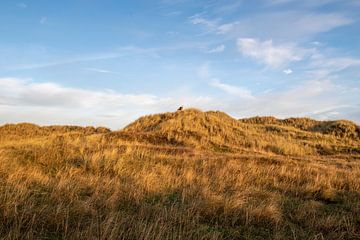 Der Oerd von Eilandkarakters Ameland