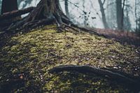 Eerie Forest