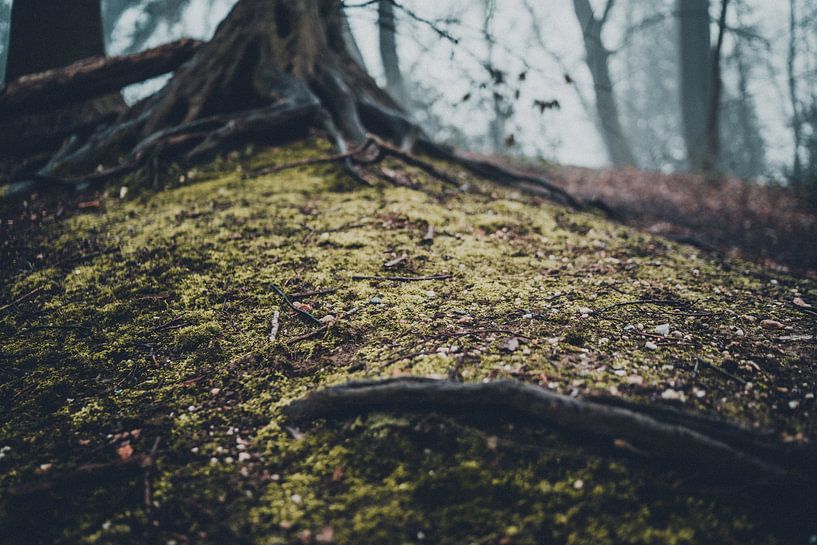Eerie Forest by Meike Huibers