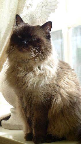 Ragdoll kater Gismo