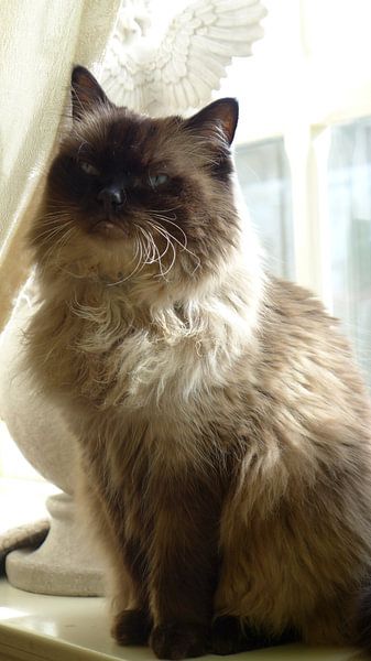 Ragdoll kater Gismo par Ivana Luijten