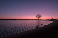 Beautiful sunrise at tree on groyne by Moetwil en van Dijk - Fotografie thumbnail