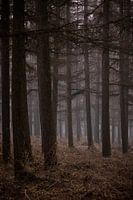 The woods V