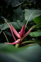 Blossom splendour and canopy of leaves: a journey through the flora