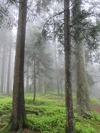 Pfade der Stille III – Im Herzen des Nebels von Helmut Martin