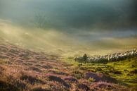 The Shepherds Guidance by Gerhard Nel thumbnail