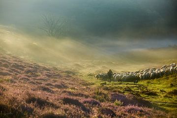 The Shepherds Guidance van Gerhard Nel