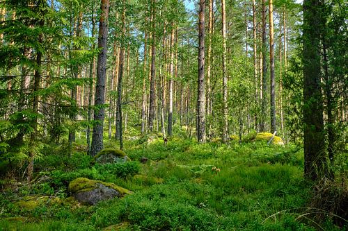 Swedish landscape 011