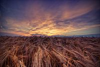 Field in the sunset