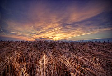 Veld in de zonsondergang van Malte Pott