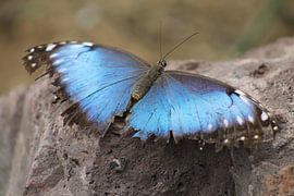 De azuurblauwe vlinder van Roque Alonso