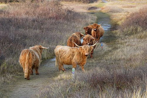 Schotse hooglander in duin