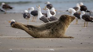 Zeehond met meeuwen van Randy van Domselaar