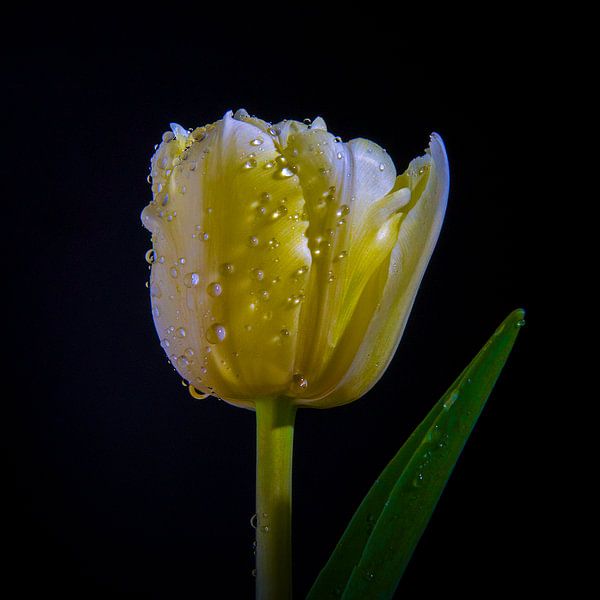 Gele Tulp van Danny van de Graaf